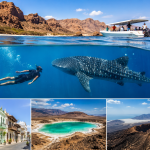 Three Day Whale Shark Tour