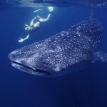 Whale Shark and Lake Assal Tour