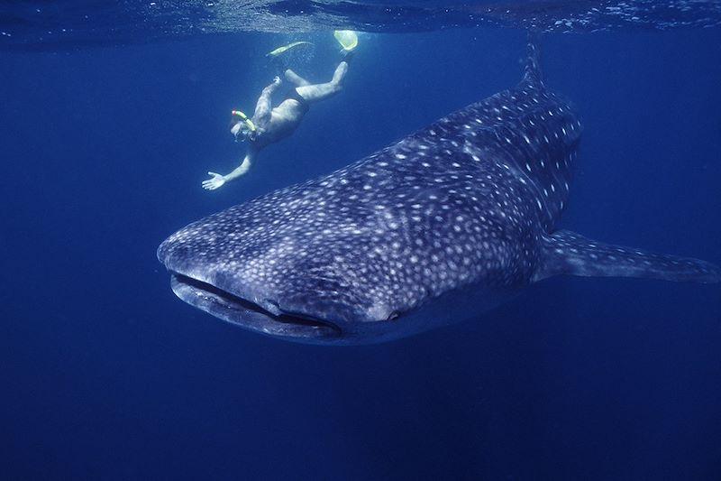 Whale Shark and Lake Assal Tour